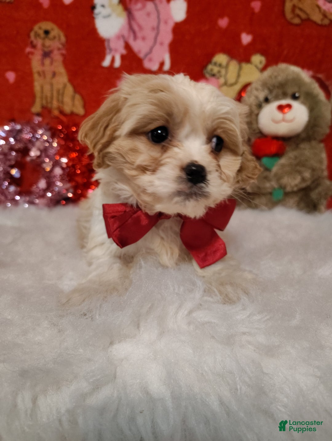 Cavapoo dogs for sale: Piper - Ad 6