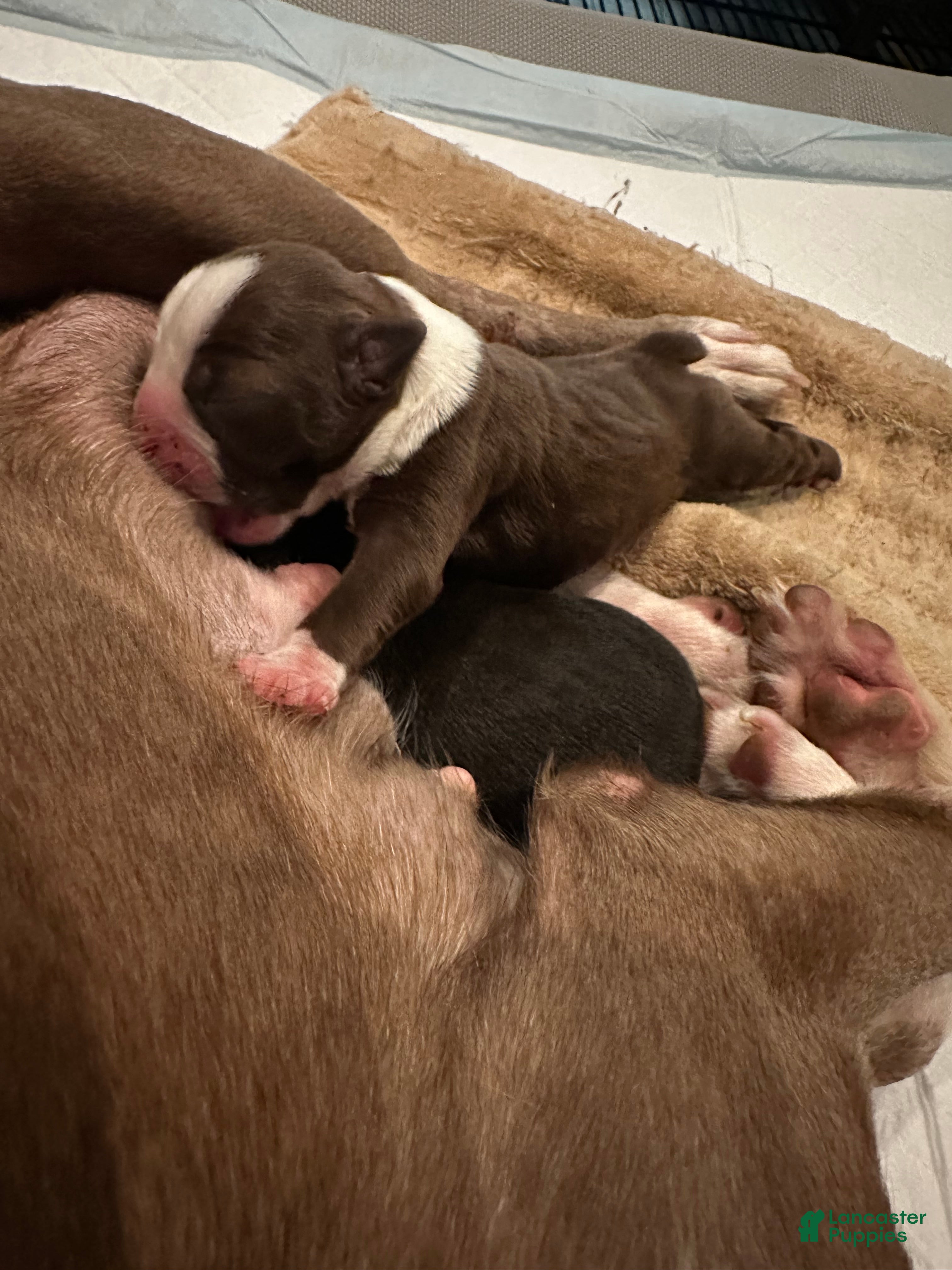 Boston Terrier dogs Tuesday - Ad 2