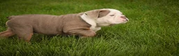 English Bulldog dogs for sale: Nate English Bulldog Puppy  - Ad 4