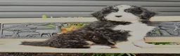 Bernedoodle dogs for sale: Nadia - Ad 2