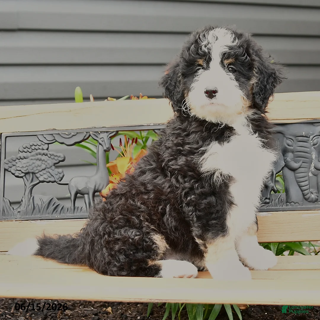 Bernedoodle dogs for sale: Nadia - Ad 2