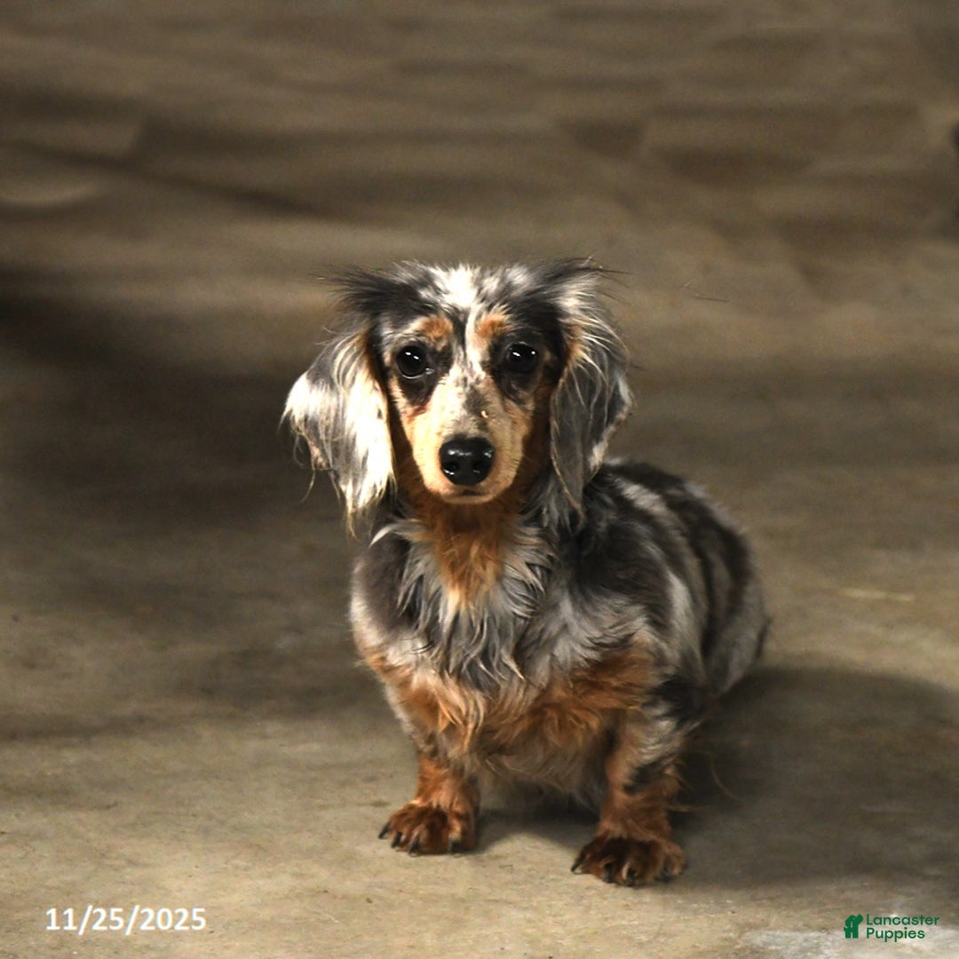 Miniature Dachshund dogs for sale: Little Shelly - Ad 2