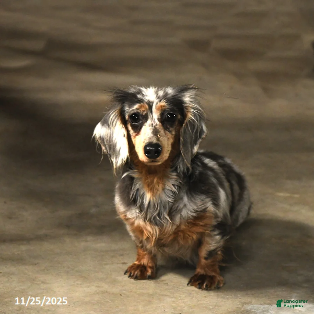 Miniature Dachshund dogs for sale: Little Shelly - Ad 2