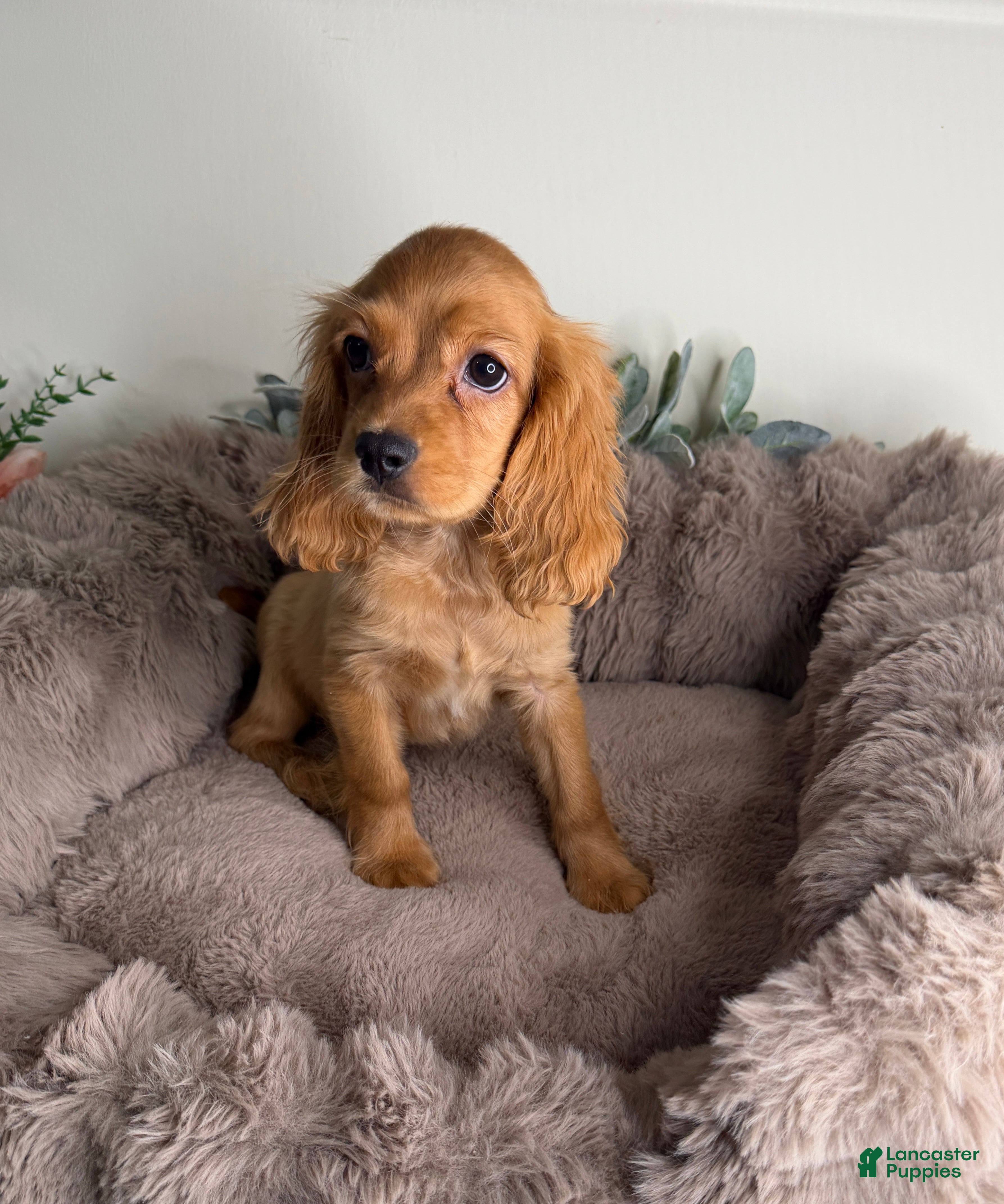 Cocker Spaniel dogs Honey  - Ad 32