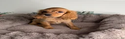 Cocker Spaniel dogs for sale: Honey  - Ad 1