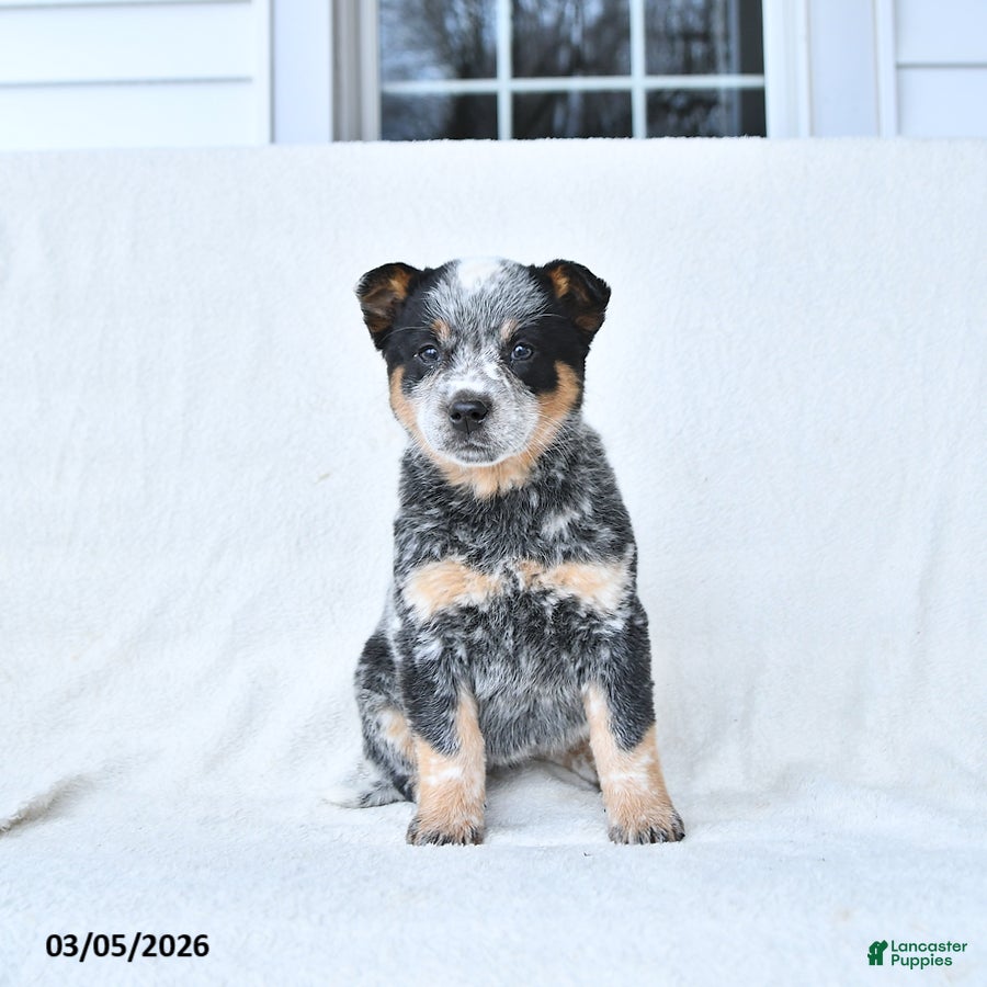 Australian Cattle Dog dogs Darcy - Ad 2