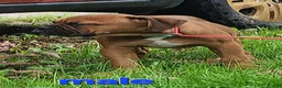 Mixed Breed dogs for sale: ZION - Ad 1