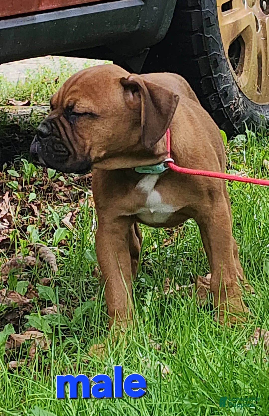 Mixed Breed dogs for sale: ZION - Ad 1