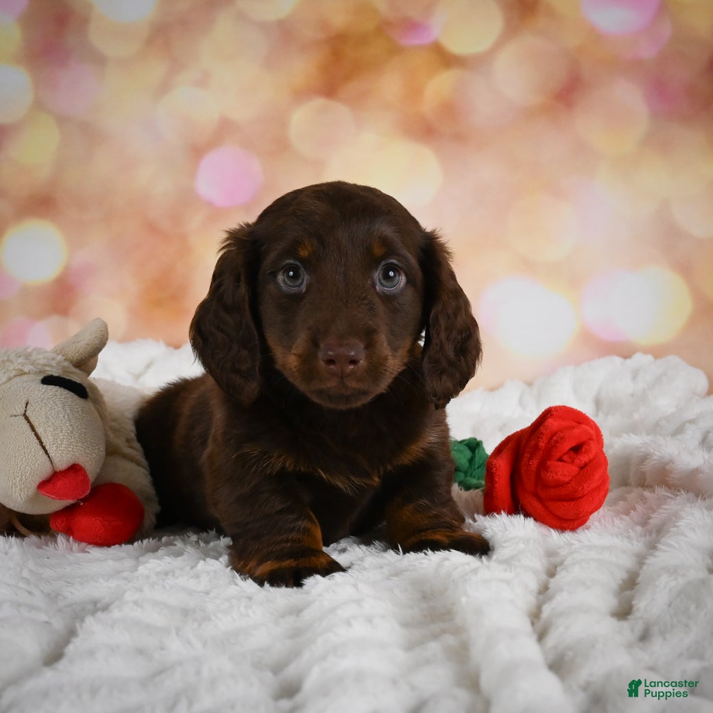 Miniature Dachshund dogs Penn - Ad 2