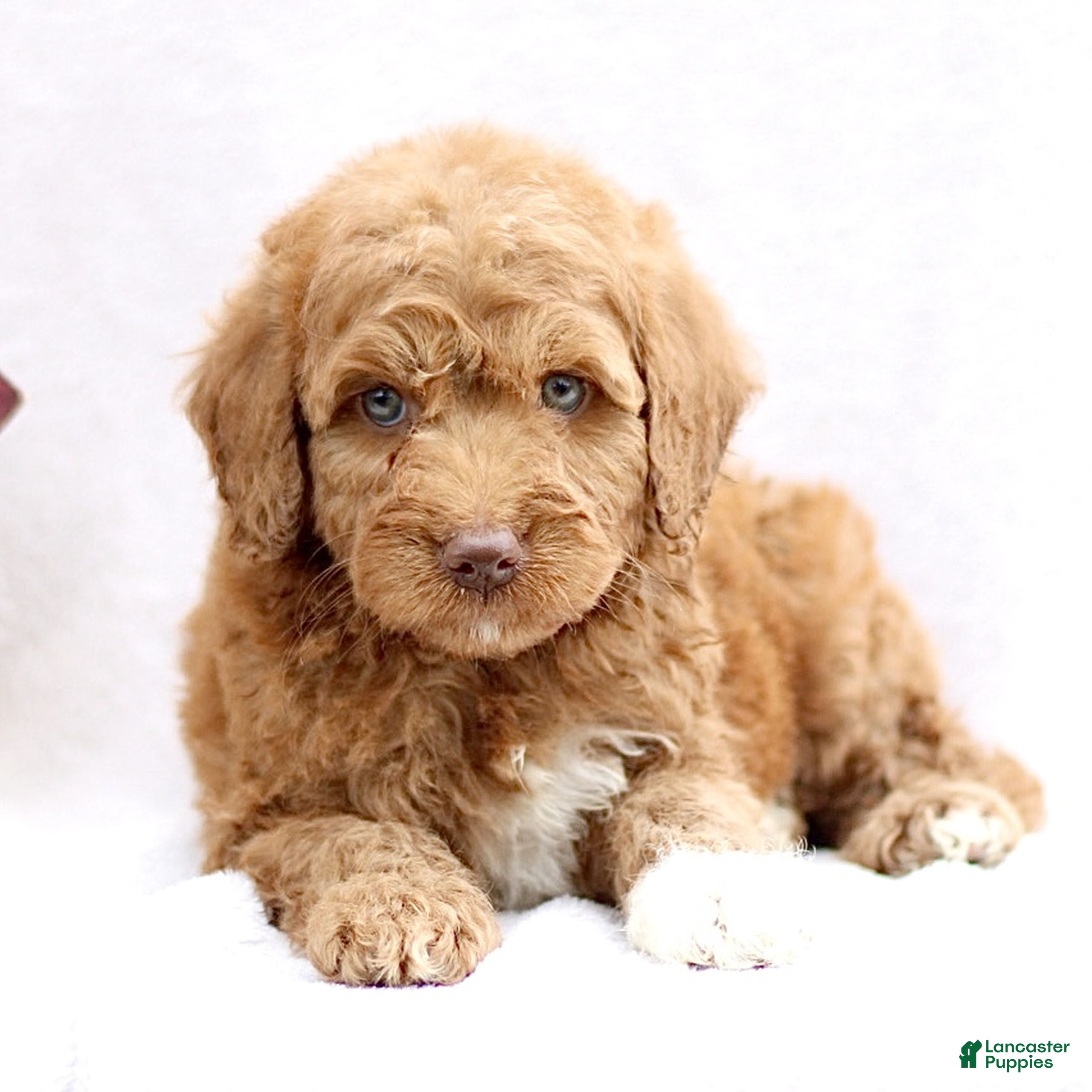 Mini Goldendoodle dogs Lanie  - Ad 1