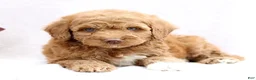 Mini Goldendoodle dogs for sale: Lanie  - Ad 1