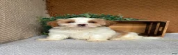 Havanese dogs for sale: Tank  - Ad 3
