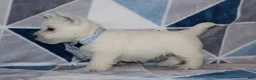 West Highland Terrier dogs for sale: Pedro  - Ad 3