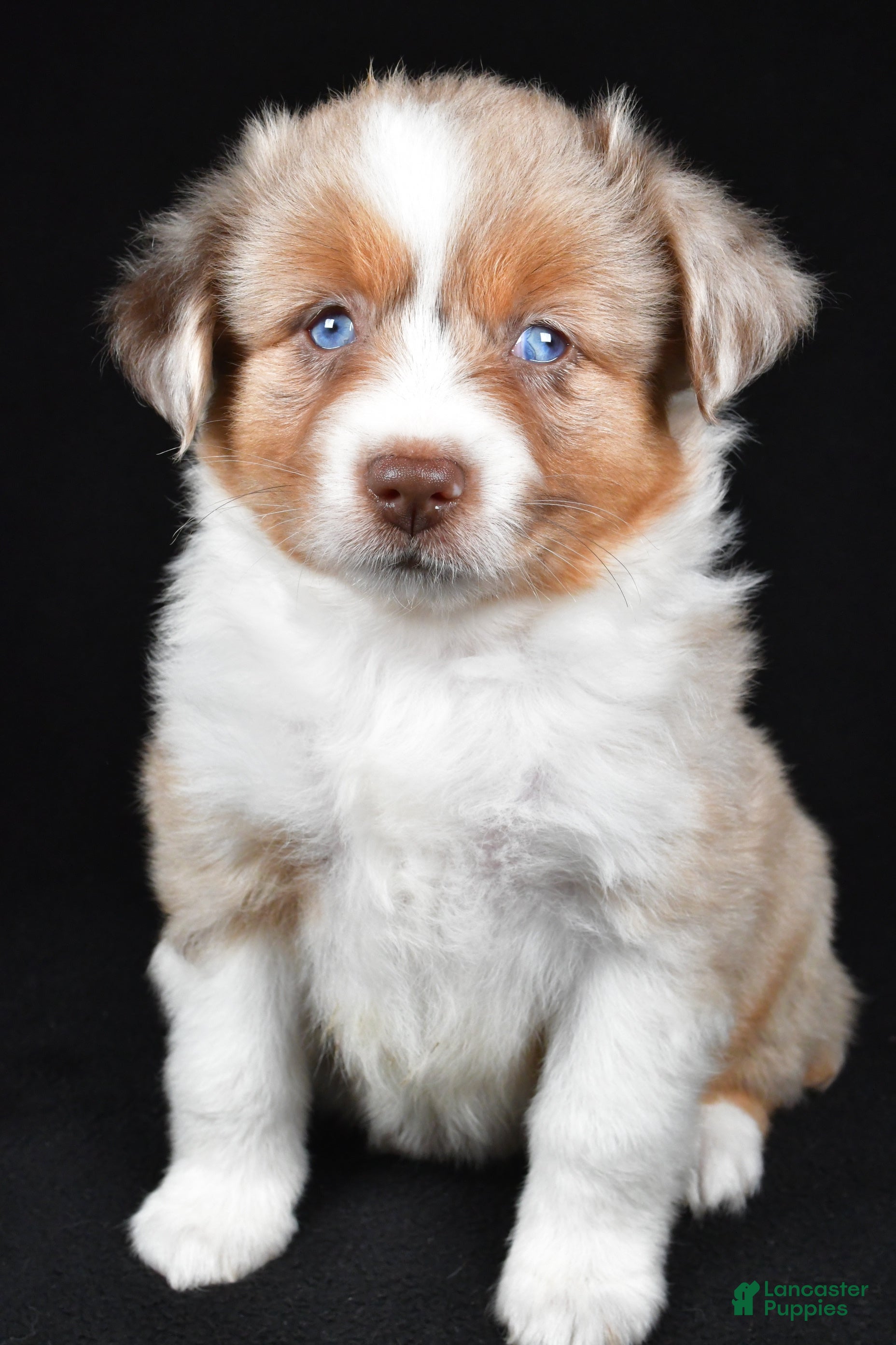 Miniature Australian Shepherd dogs Amber - Ad 2