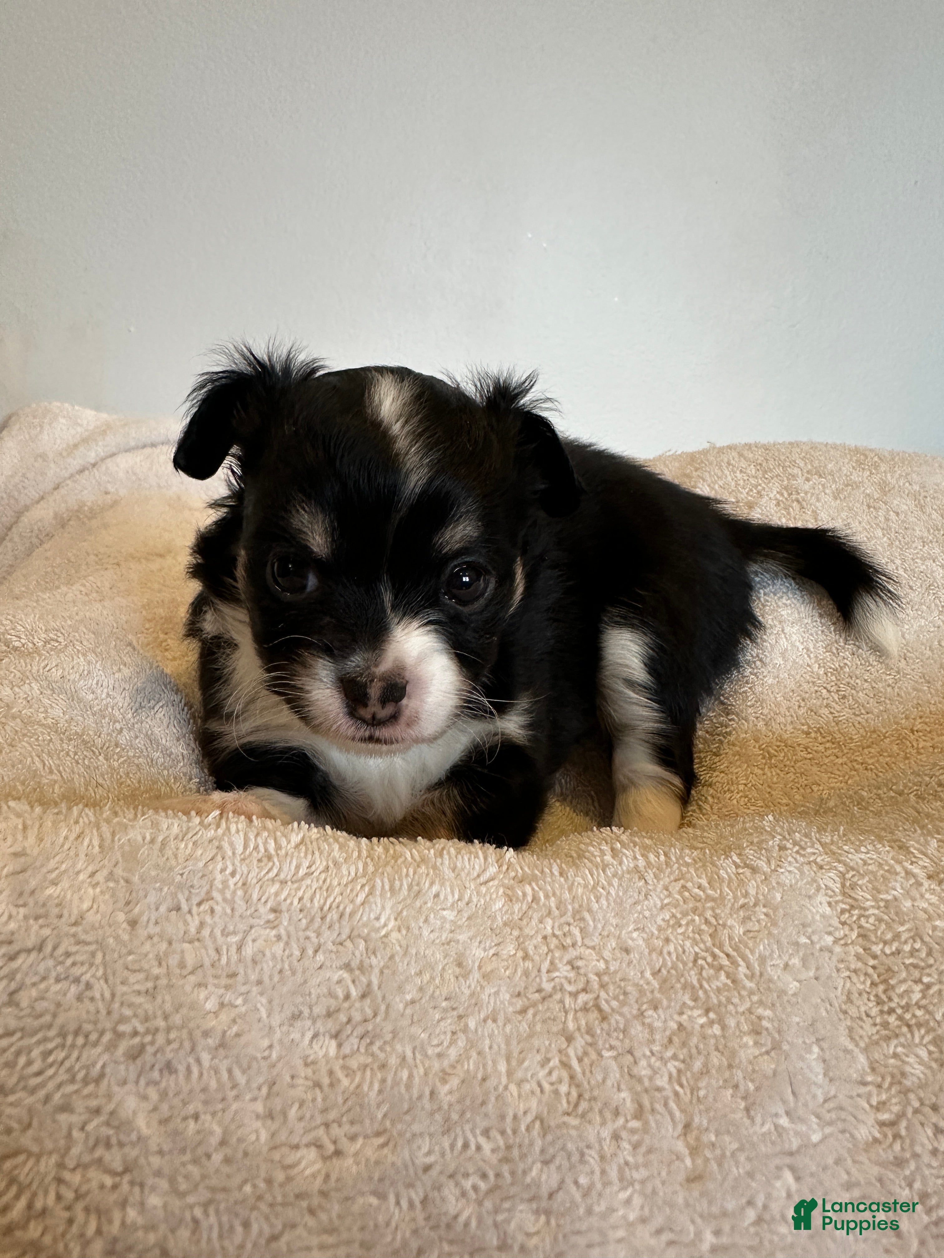 Chihuahua dogs Rosie - Ad 24