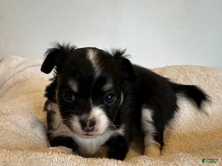 Chihuahua dogs Rosie - Ad 14