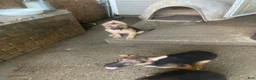 German Shepherd dogs for sale: Lulu - Ad 6