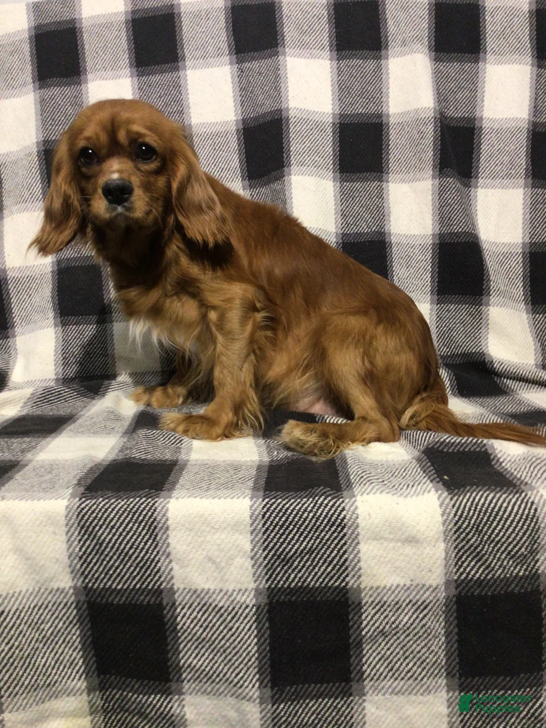 Cavapoo dogs for sale: Benji - Ad 8