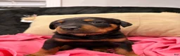 Rottweiler dogs for sale: Rottweiler Puppy 6 - Ad 8
