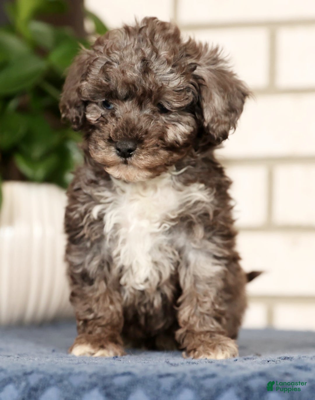 Havapoo dogs for sale: Evan - Ad 5