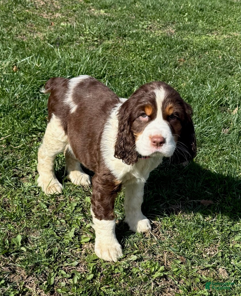 English Springer Spaniel dogs Daisey - Ad 1