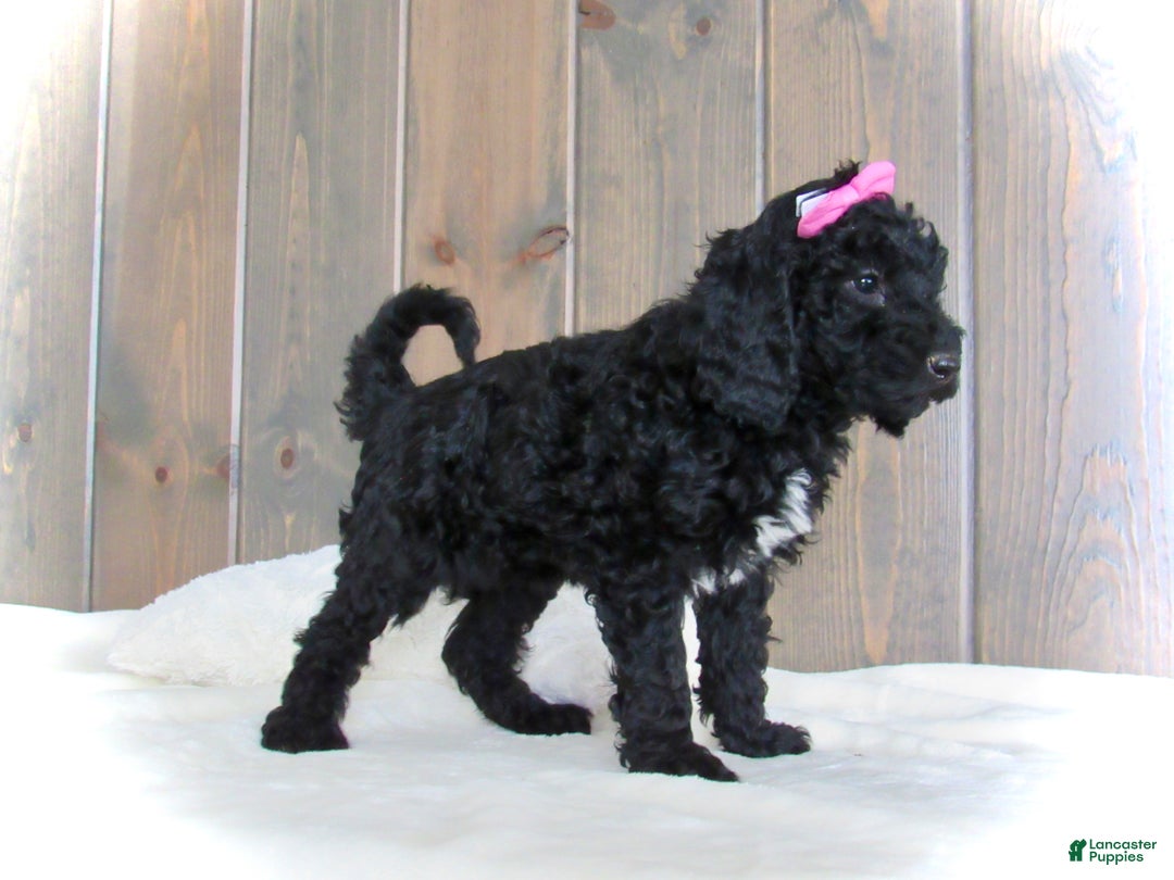 Mini Goldendoodle dogs for sale: Bella - Ad 13