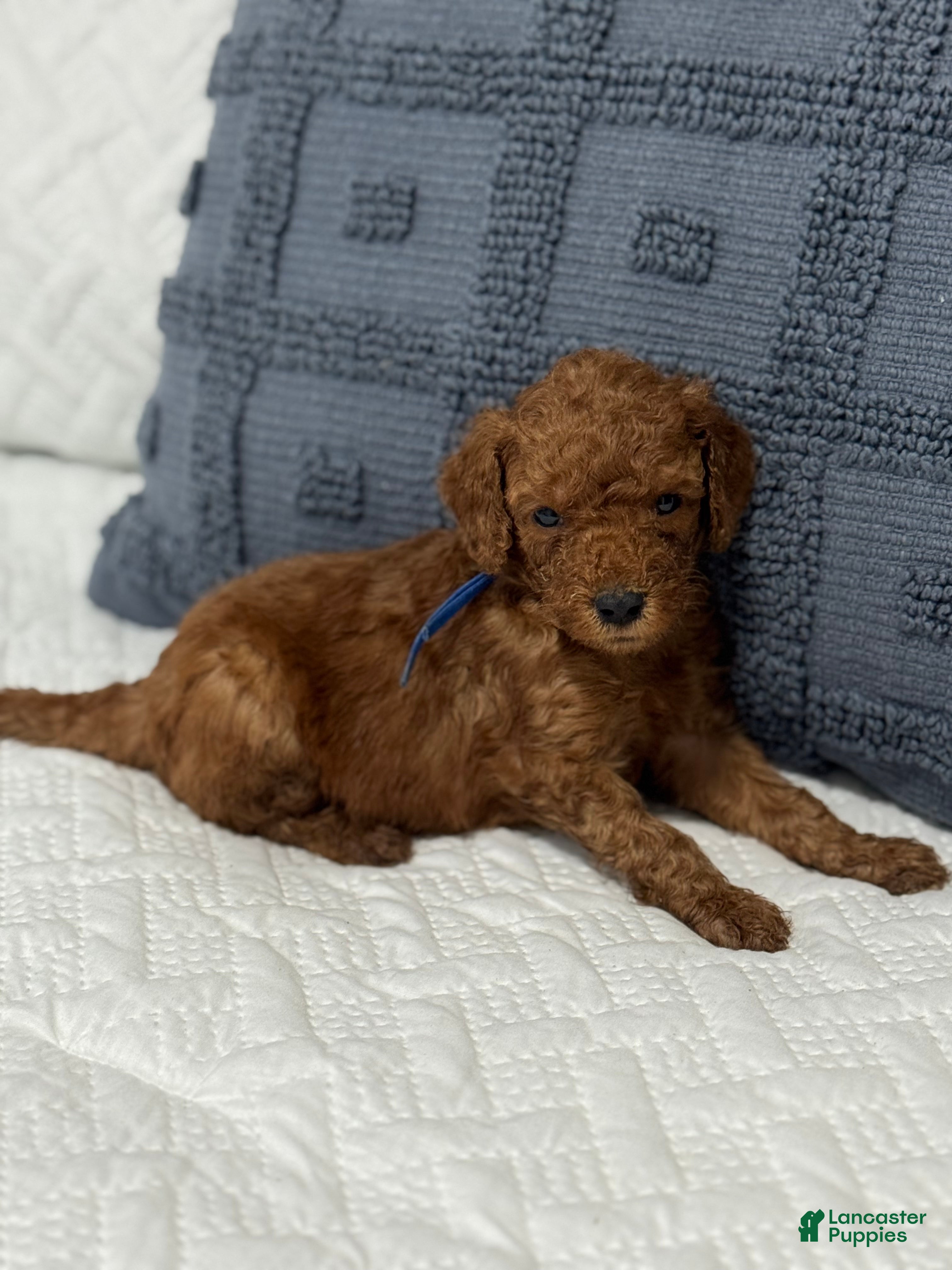 Mini Goldendoodle dogs Rex - Ad 17