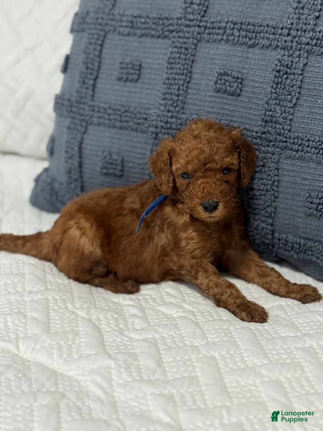 Mini Goldendoodle dogs for sale: Rex - Ad 1