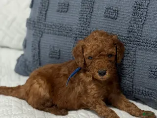 Mini Goldendoodle dogs Rex - Ad 19