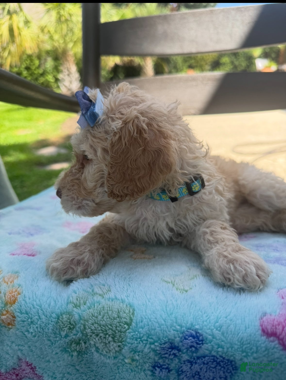 Goldendoodle dogs Gracie  - Ad 4