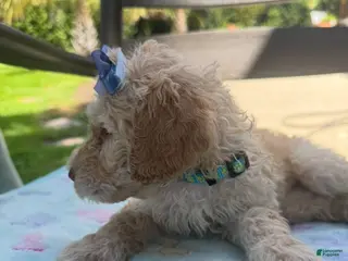Goldendoodle dogs Gracie - Ad 34