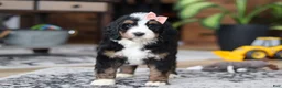 Bernedoodle dogs for sale: Lulu - Ad 3