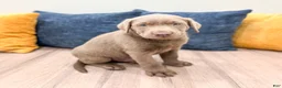 Labrador Retriever dogs for sale: Canyon - Ad 3