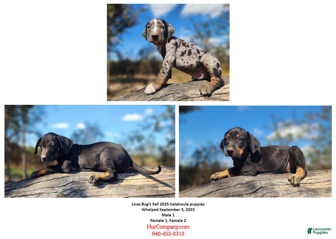 Catahoula Leopard Dog dogs for sale: Bug 2025 Female 2 - Ad 7