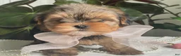 Biewer Terrier dogs for sale: Izzy - Ad 12