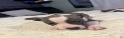 Mixed Breed dogs for sale: Piglet - Ad 9