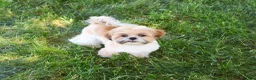 Shih Tzu dogs for sale: Theon  - Ad 10