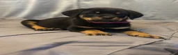 Rottweiler dogs for sale: Rottweiler 3 - Ad 1