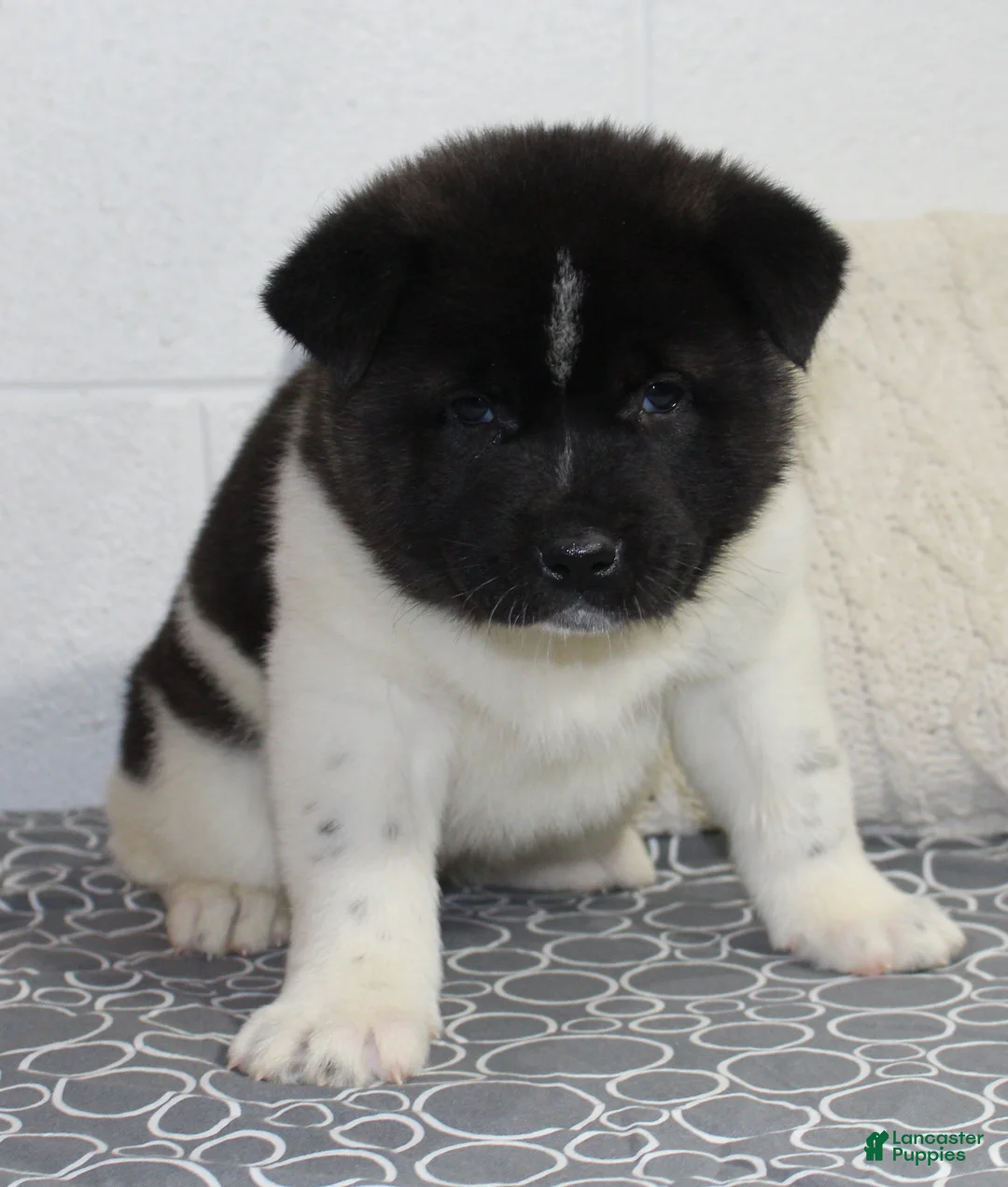 Akita dogs for sale: Ranger - Ad 18