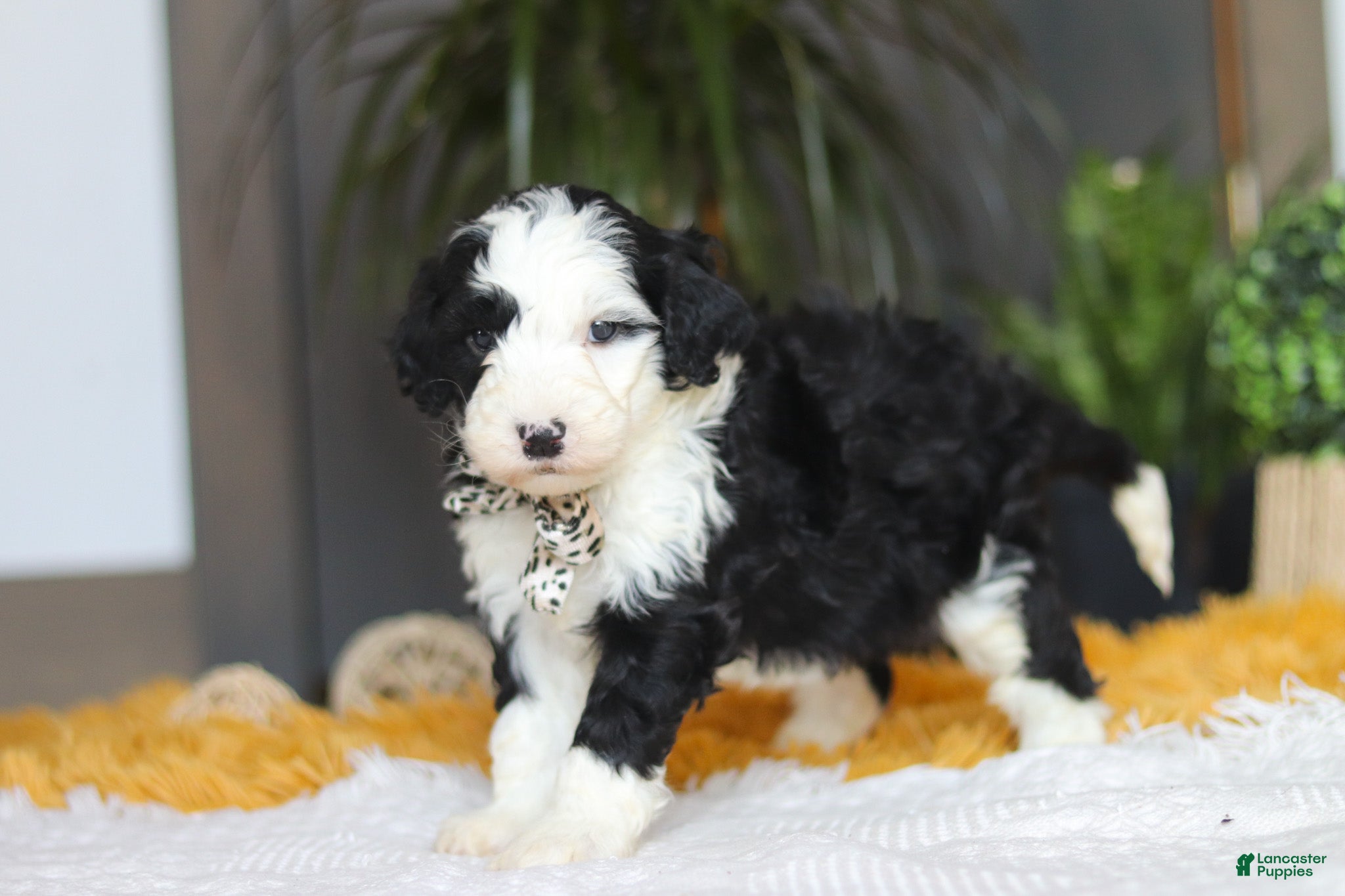 Sheepadoodle dogs Cotton Tail - Ad 2