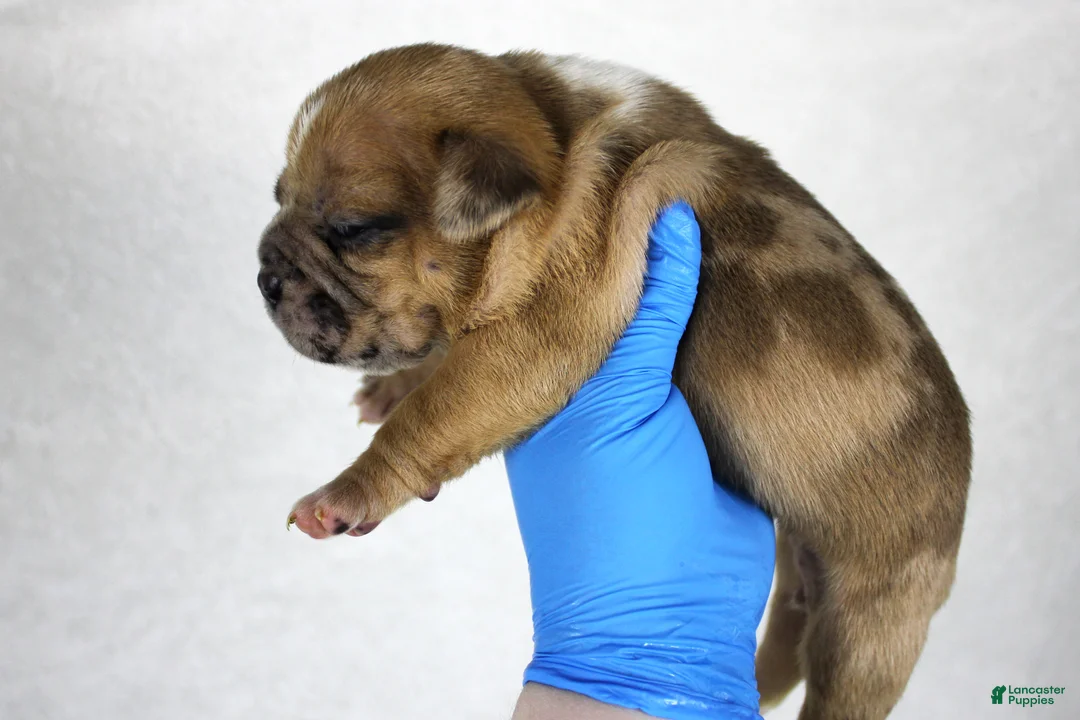 American Bully dogs for sale: Black Fawn Merle Female - Ad 12