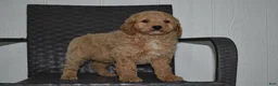 Goldendoodle dogs for sale: Sadie  - Ad 3