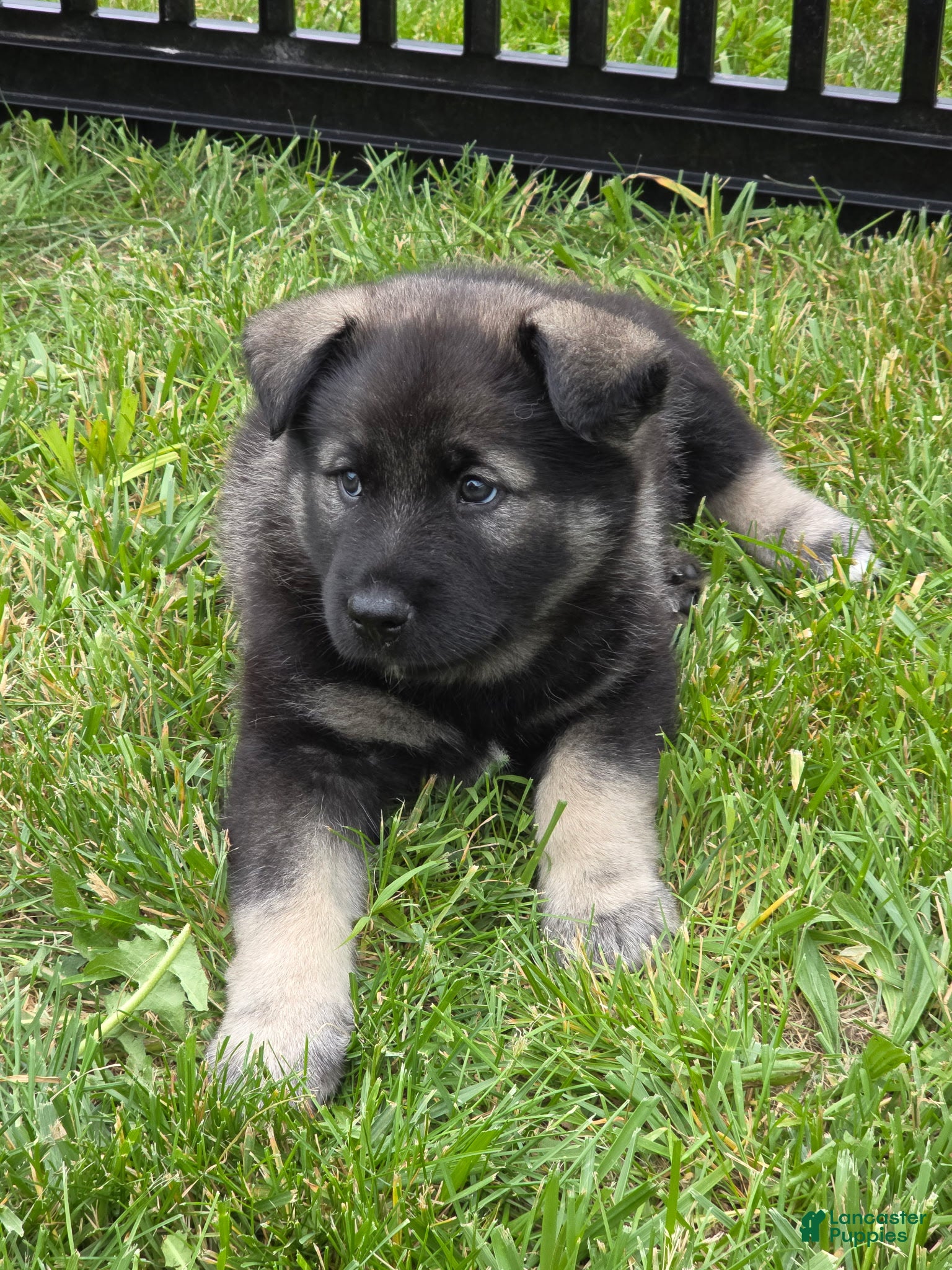 Norwegian Elkhound dogs Blue - Ad 1