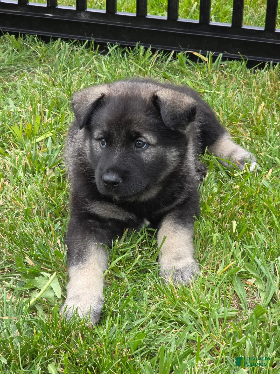 Norwegian Elkhound dogs for sale: Blue - Ad 1