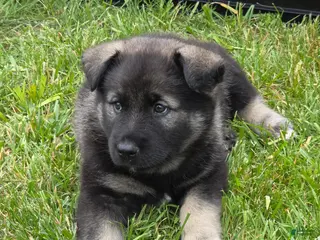 Norwegian Elkhound dogs Blue - Ad 5