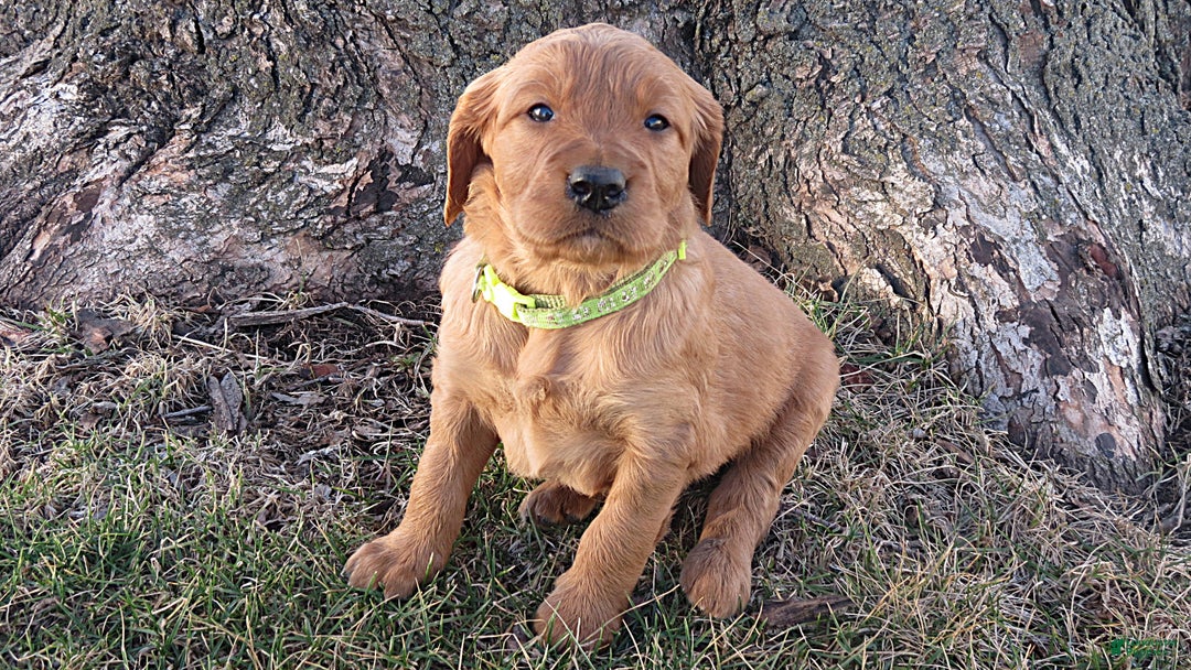 Mixed Breed dogs for sale: Mr. Light Green - Ad 2