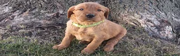 Mixed Breed dogs for sale: Mr. Light Green - Ad 2