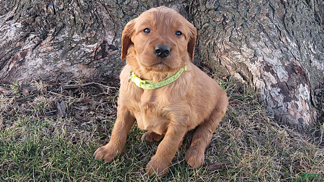 Mixed Breed dogs for sale: Mr. Light Green - Ad 2