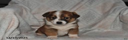 Mixed Breed dogs for sale: Rocky - Ad 2