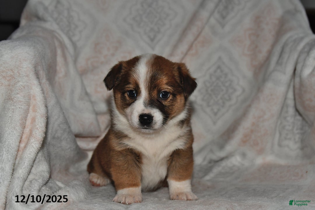 Mixed Breed dogs for sale: Rocky - Ad 2